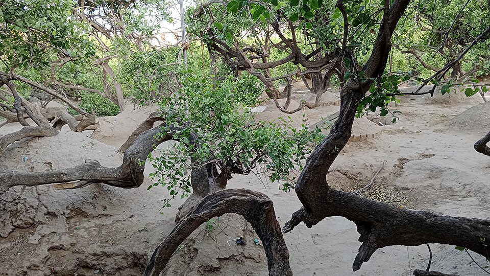 The twisted, intertwined trees of Nidhivan